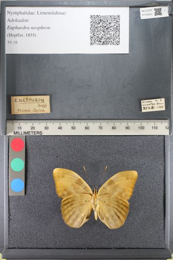 Media type: image;   Entomology 142641